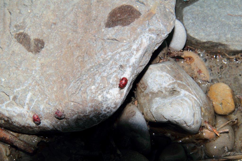 Gonioctena fornicata in Provincia di Modena,sul fiume Panaro